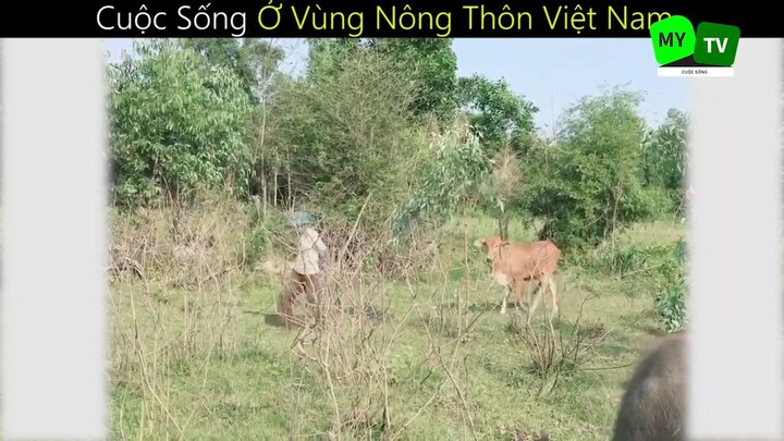 Cuộc Sống Ở Vùng Nông Thôn Việt Nam_phần 1