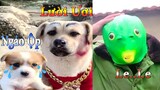 Thú Cưng TV | Dương KC Pets | Bông ham ăn Chíp Cute #38 | chó vui nhộn | funny cute smart dog pets