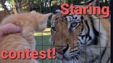 Tigers meet kittens
