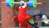 Funny Parrots 🔴 Cute and Funny Parrot Videos Compilation (2018) Loros Adorables Recopilación