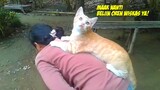 Lucu & Menggemaskan! Momen Kucing Oren Mintak Gendong Emak Pas Lagi Nyapu Halaman Rumah