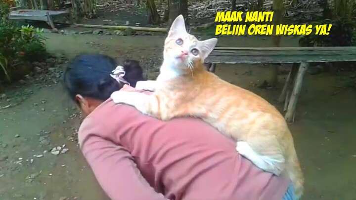 Lucu & Menggemaskan! Momen Kucing Oren Mintak Gendong Emak Pas Lagi Nyapu Halaman Rumah