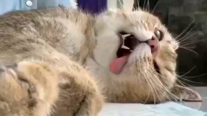 Cat Awaking From Anesthesia | So Funny!