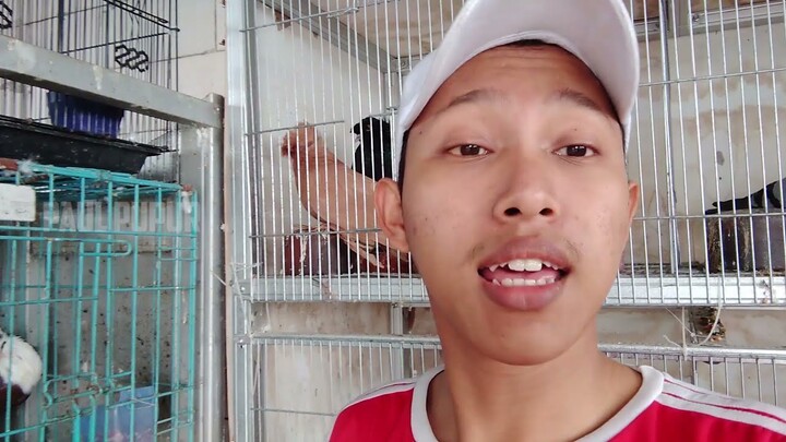 AKHIRNYA MERPATI GONDOK NETES - ANAKNYA JADI BEGINI