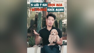 5 lưu ý để chọn mua 1 bé Poodle khoẻ mạnh tuitienpet dcgr LearnOnTikTok education pet poodle tips