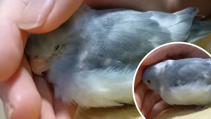 [Parrot] Bayi Manja yang Suka Tidur di Genggamanku