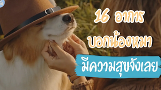 16 อาการบอกน้องหมามีความสุขจังเลย Doggy Inside