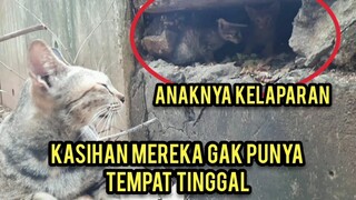 Subhanallah Induk Kucing Membawa Anaknya Untuk Meminta Makan..!