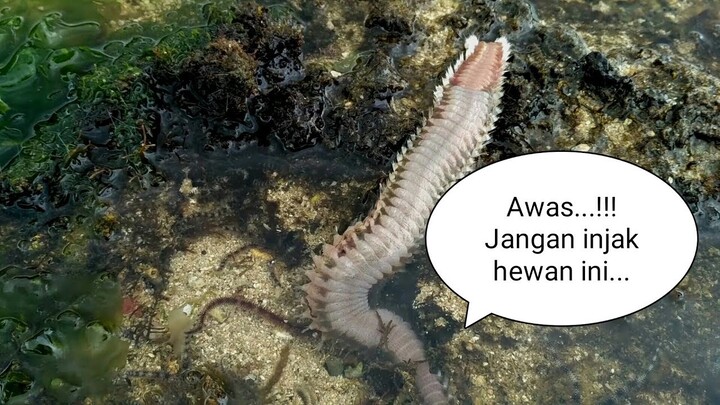LIPAN LAUT (hewan laut yang harus kamu hindari)