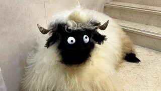 "ตา" โต ของแกะ Valais blacknose