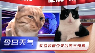 ⛅请选择你的天气猫猫⛅