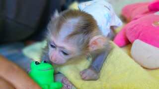 What's it!! Tiny adorable Luca so wondering & tries to check the green frog many times