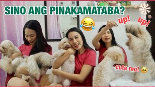 VLOGMAS DAY 01: PAANO AKO MAKIPAGLARO SA KANILA? Shih tzu and Toy Poodle Play time