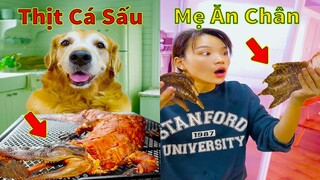 Thú Cưng TV | Gâu Đần và Bà Mẹ #35 | Chó Golden Gâu Đần thông minh vui nhộn | Pets cute smart dog