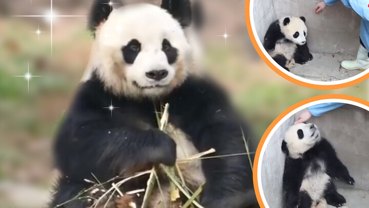 Adult panda hits baby panda, causes phycological trauma. No wonder pandas are a protected species 