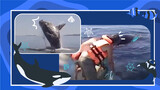 Nhân ái giữa muôn loài: Cứu cá voi lưng gù chỉ bằng một con dao