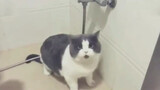 Cat: When you turn on the tap, you will find...