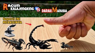 EKSPERIMEN: RACUN KALAJENGKING vs DARAH