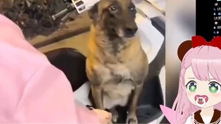 Japanese goblins read "Socially anxious puppy: I'm afraid of meeting the social bull when I go out..