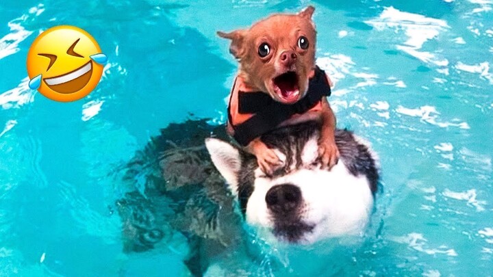 Funniest Dog Fails 2023😹🐶 -  Caught On Camera! | Pets Island