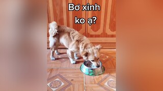 Xinh thế mà ko ai nhận ra...cunyeucuadua yeucho yeuchomeo cún cúncon chó chómèo chócon chókhôn yeuchomeo chócute pet dog dogsoftiktok