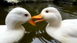 [Hewan] Ketika dua bebek bermain di sungai ...