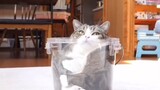 Chứng minh mèo là một loại chất lỏng đặc biệt