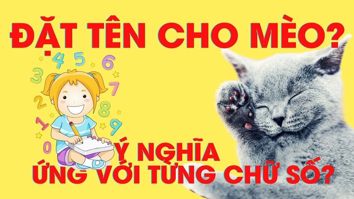 Đặt tên cho MÈO hay ứng với ý nghĩa từng chữ số? How to name a cat or kitten?