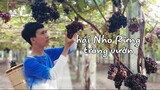 Mùa Nho Rừng Chín Quả Hái Về Ngâm Rượu | Forest grape picking, Wine Brewing