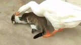 【Electronic music】A cat is bitten by a goose