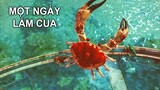 Nếu bạn là MỘT CON CUA | GNDTT | King Of Crabs