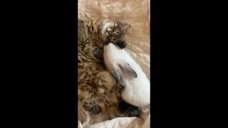 Sleeping Cat With Bunny