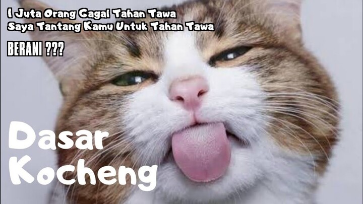 TAHAN TAWA 10 MENIT VIDEO TINGKAH LUCU KUCING BIKIN NGAKAK - KUMPULAN VIDEO LUCU
