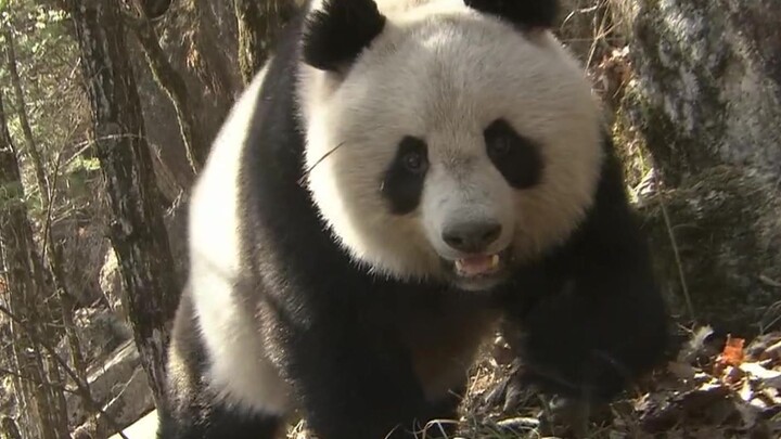 Panda paling cantik sepanjang sejarah.
