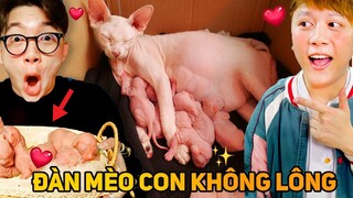 BÔNG MỚI SINH 1 ĐÀN MÈO CON KHÔNG LÔNG!