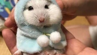 Cute Hamster - พยายามอย่าหัวเราะด้วยการรวบรวมวิดีโอหนูแฮมสเตอร์ตลก