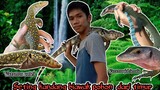 Seting kandan Varanus colei ( biawak kei Maluku ) dan Varanus jobiensis ( biawak pohon leher merah )