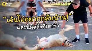 โกลเด้น รีทรีฟเวอร์ยังไม่อยากกลับบ้าน...และนี่คือท่าไม้ตายของเขา | Dog's Clip