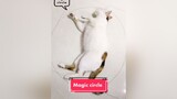 Vòng tròn ma thuật là có thật? 😌😌 magiccircle cats catsoftiktok mèo meo meow meocute