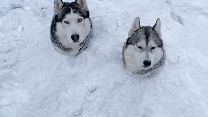 Saat husky itu terkubur di salju, dia tampak tidak peduli.