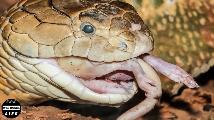 30 Times The King Cobra KILL The Enemy With Extremely Brutal Venom | Wild Animals