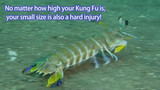 A sole kills a mantis shrimp instantly!