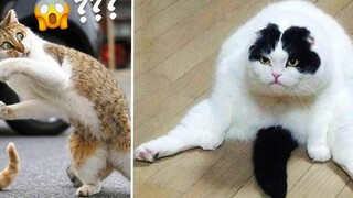 Funniest Cat Videos That Will Make You Laugh 9 Funny Cats