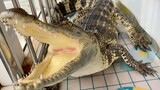 [Alligator] Have You Ever Heard How a Dragon Maid Breathes?