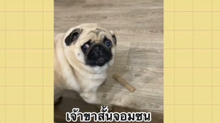 เพื่อนตัวน้อย สัตว์เลี้ยงแสนซน : เจ้าขาสั้นจอมซน