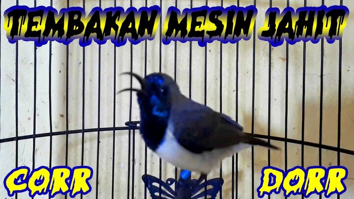 Sogon Gacor Tembakan Rapat Dan Kasar Mancing Emosi Yang Fighter...!!!