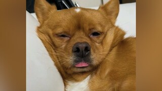 Bạn đã thấy chó ngủ mơ lần nào chưa? | MYPET