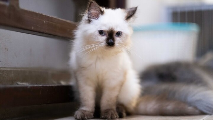 Baru Adopsi Kucing? Apa Aja Yang Harus Dilakukan?