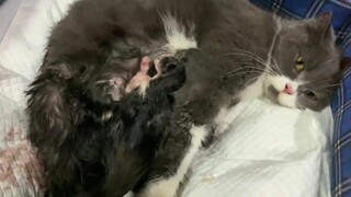 Cat giving birth to 5 kittens แมวคลอดลูก 5 ตัว คลอดเองเก่งมาก