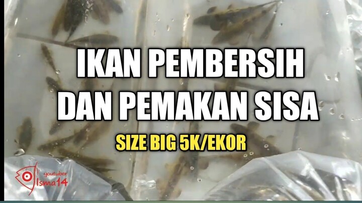 PASAR IKAN HIAS PARUNG HARI SABTU MENJELANG PUASA APRIL 2022